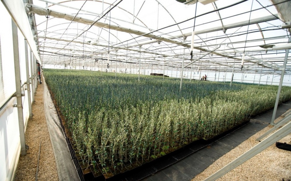 Tecnología agrícola (empresa Fyton) .