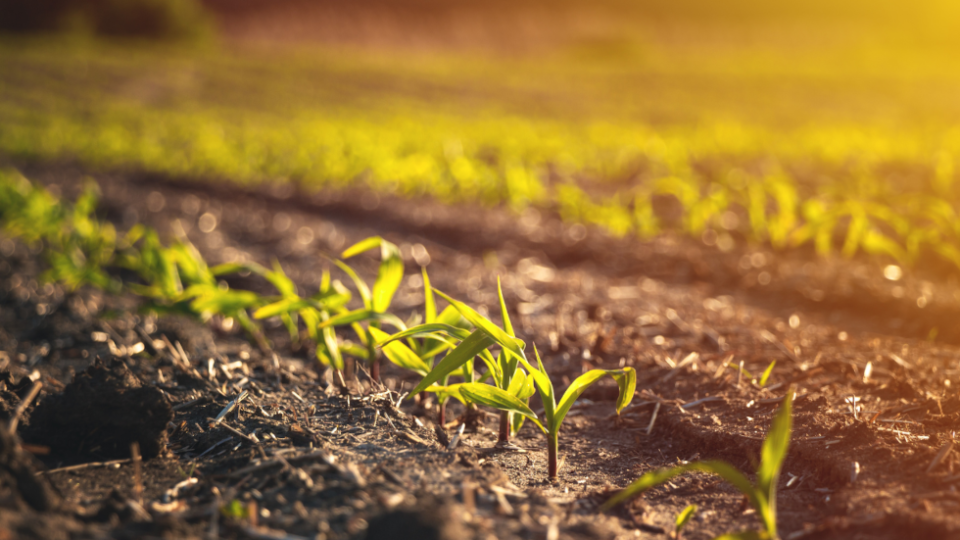 Orisha Agrifood Ibérica nace de la fusión de Ayanet TIC, Gregal y Tipsa Agrifood para liderar el software agroalimentario