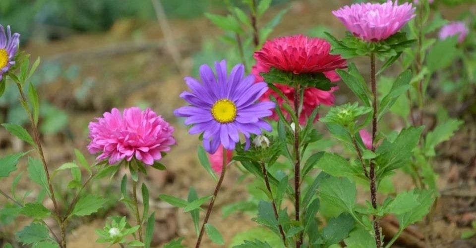 Flor y planta viva.