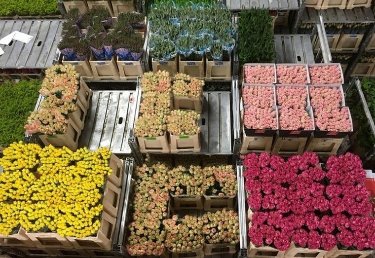 Exportación de flores.