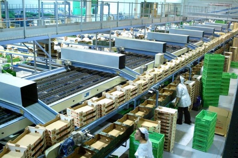Frutas de exportación.