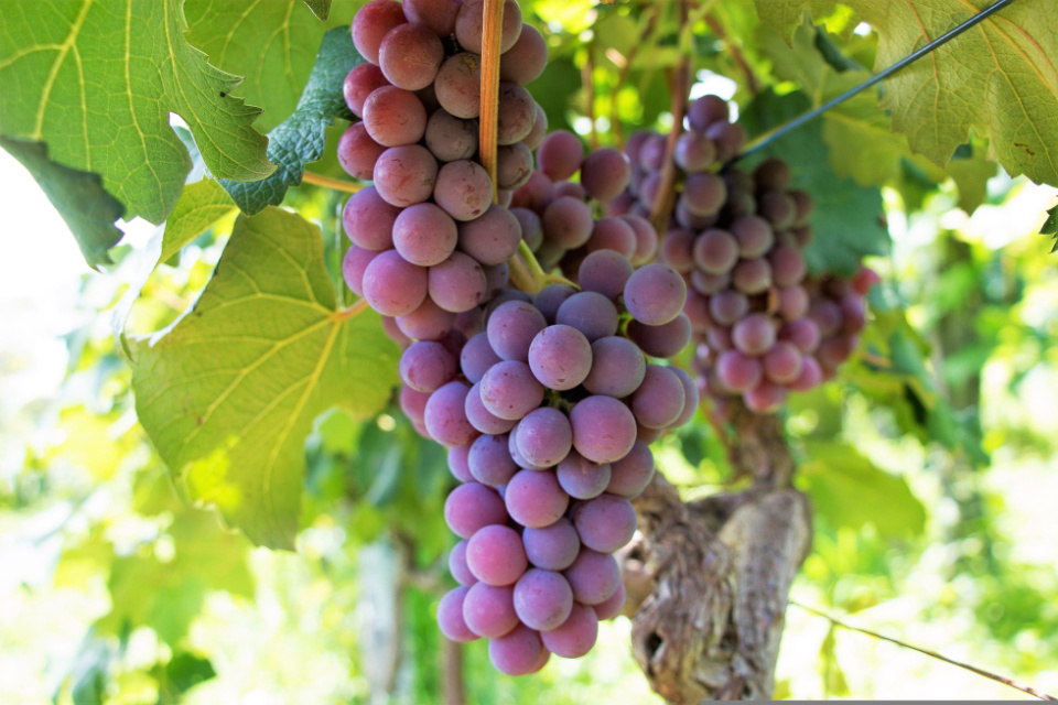 Murcia se convierte en el epicentro mundial de la uva de mesa con el 11º Simposio Internacional