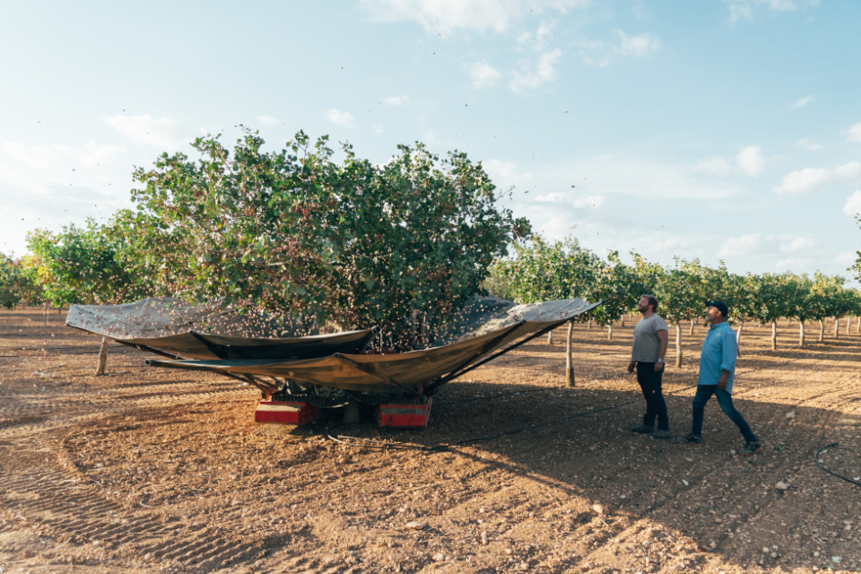Recogida de pistachos en las fincas de Víridi Horizons. Recogida de pistachos en las fincas de Víridi Horizons.
