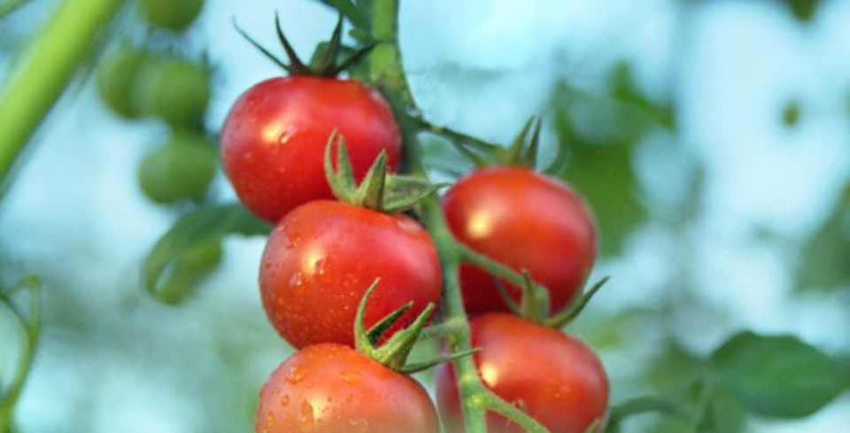 FEPEX alerta sobre el declive del tomate español ante la presión comercial de Marruecos y el Sahara Occidental