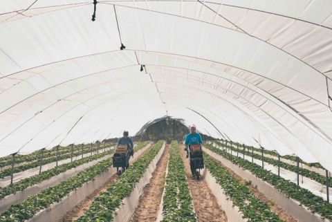 Empresa Flor de Doñana,  caso de éxito en Extenda Plus.
