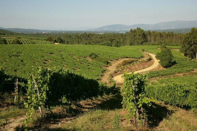 Viñedo Terras Gauda.