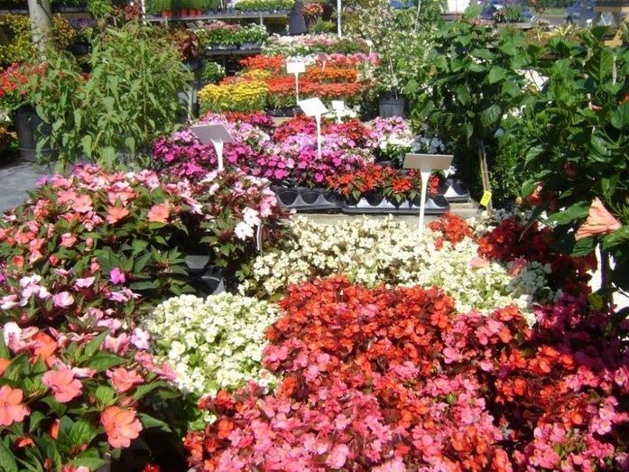 Flores y plantas vivas.
