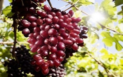 Uvas.