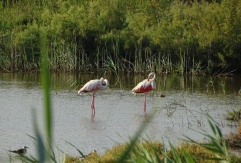Flamencos.
