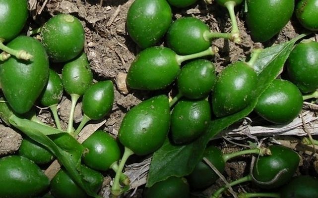 Los consumidores brit&aacute;nicos de productos gourmet tienen un gusto por lo tradicional.