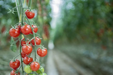 Cultivo de tomates de SanLucar en la finca La Cinquième Saison, situada en la región tunecina de Gabés.
